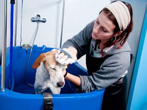 Lavando un perro en una bañera para perros de un lavadero de mascotas AquaDoggy.