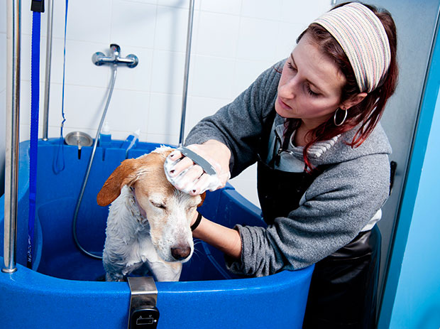 Lavando un perro en una bañera de lavado autoservicio de mascotas AquaDoggy.