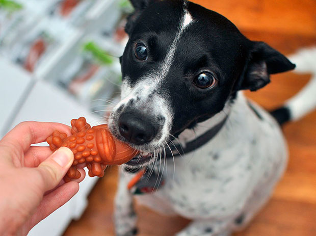 Tienda de comida y accesorios para mascotas