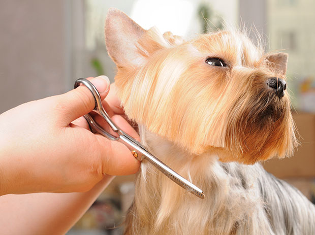 Peluquería canina y aseo de animales